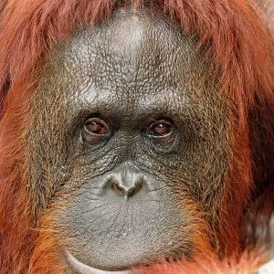 Borneo Orangutan - female Borneo Orangutan - female