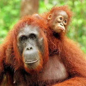 Borneo Orangutan - female with baby Borneo Orangutan - female with baby