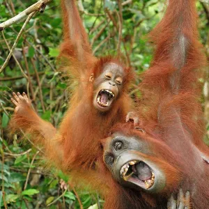 Borneo Orangutan - female with baby Borneo Orangutan - female with baby