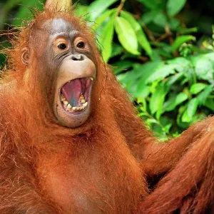 Borneo Orangutan - juvenile Borneo Orangutan - juvenile