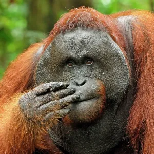 Borneo Orangutan - old male Borneo Orangutan - old male