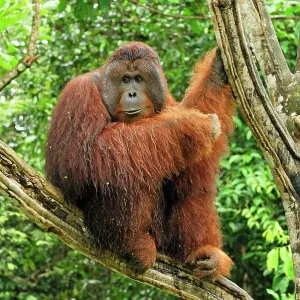 Borneo Orangutan - old male Borneo Orangutan - old male