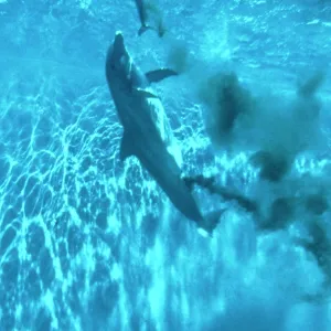 Bottlenose Dolphin Bottlenose Dolphin