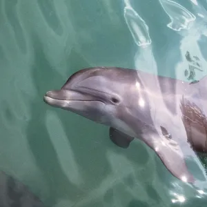 Bottlenose Dolphin Bottlenose Dolphin