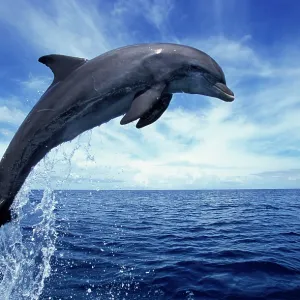 Bottlenose DOLPHIN Bottlenose DOLPHIN