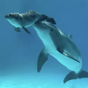 Bottlenose Dolphin - Baby / Calf dolphin being nudged Bottlenose Dolphin - Baby / Calf dolphin being nudged