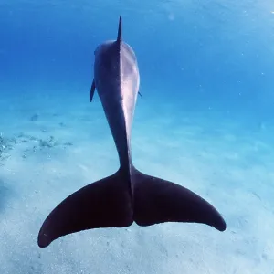 Bottlenose Dolphin - from behind, shows tail Bottlenose Dolphin - from behind, shows tail