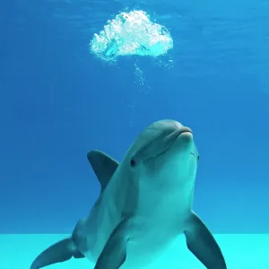 Bottlenose dolphin - blowing air bubbles underwater Bottlenose dolphin - blowing air bubbles underwater