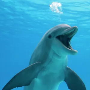 Bottlenose dolphin - blowing air bubbles underwater Bottlenose dolphin - blowing air bubbles underwater