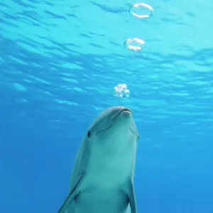 Bottlenose dolphin - blowing air rings underwater Bottlenose dolphin - blowing air rings underwater
