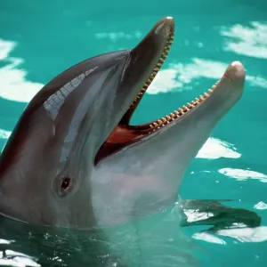 Bottlenose DOLPHIN - head Bottlenose DOLPHIN - head