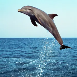 Bottlenose DOLPHIN - leaping out of water Bottlenose DOLPHIN - leaping out of water