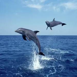 Bottlenose Dolphin - two leaping out of water Bottlenose Dolphin - two leaping out of water