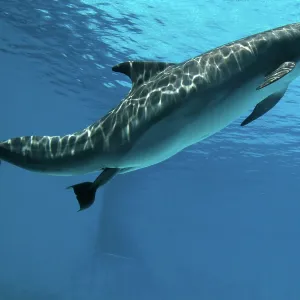 Bottlenose Dolphin - Mother giving birth to Baby / Calf Bottlenose Dolphin - Mother giving birth to Baby / Calf