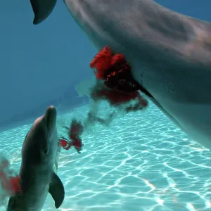 Bottlenose Dolphin - Mother giving birth to Baby / Calf Bottlenose Dolphin - Mother giving birth to Baby / Calf