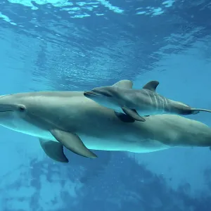 Bottlenose Dolphin - Newborn Baby / Calf dolphin Bottlenose Dolphin - Newborn Baby / Calf dolphin