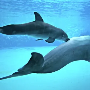 Bottlenose Dolphin - Newborn Baby / Calf nursing Bottlenose Dolphin - Newborn Baby / Calf nursing