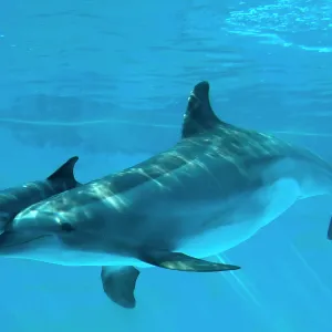 Bottlenose Dolphin - recently born calf swims with mother Bottlenose Dolphin - recently born calf swims with mother