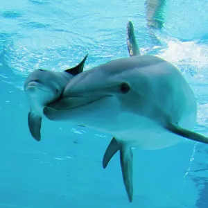 Bottlenose Dolphin - recently born calf swims with mother Bottlenose Dolphin - recently born calf swims with mother