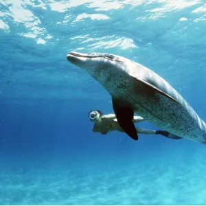 Bottlenose Dolphin and Snorkeller Bottlenose Dolphin and Snorkeller
