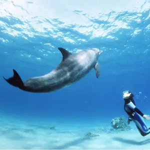 Bottlenose Dolphin - with snorkeller Bottlenose Dolphin - with snorkeller