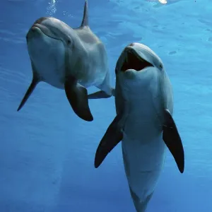 Bottlenose Dolphin - two swimming underwater together Bottlenose Dolphin - two swimming underwater together
