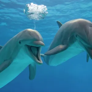 Bottlenose Dolphin - two swimming underwater - with Bottlenose Dolphin - two swimming underwater - with