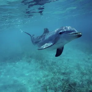 Bottlenose Dolphin - swimming, underwater Bottlenose Dolphin - swimming, underwater