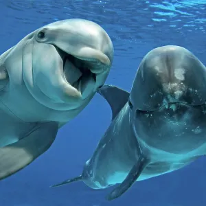 Bottlenose Dolphin (Tursiops truncatus) and Risso's Bottlenose Dolphin (Tursiops truncatus) and Risso's