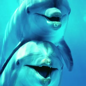Bottlenose DOLPHIN - two, facing, one on top of the other Bottlenose DOLPHIN - two, facing, one on top of the other