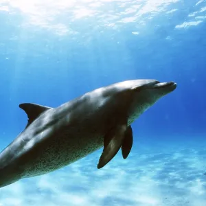 Bottlenose Dolphin - underwater Bottlenose Dolphin - underwater