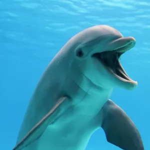 Bottlenose dolphin - underwater Bottlenose dolphin - underwater