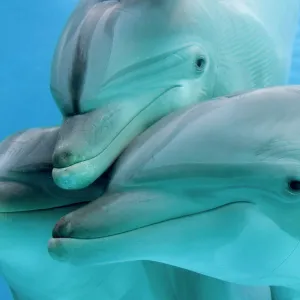 Bottlenose dolphins - three close-up of heads underwater Bottlenose dolphins - three close-up of heads underwater