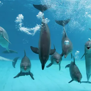 Bottlenose dolphins - dancing and blowing air underwater Bottlenose dolphins - dancing and blowing air underwater