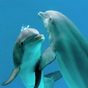 Bottlenose dolphins - pair dancing underwater Bottlenose dolphins - pair dancing underwater