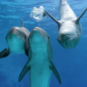 Bottlenose dolphins - three playing underwater Bottlenose dolphins - three playing underwater