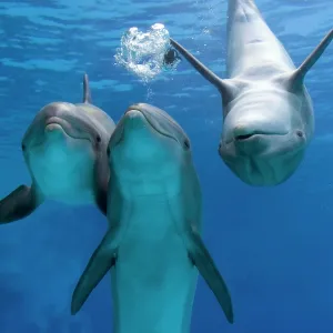 Bottlenose dolphins - three playing underwater Bottlenose dolphins - three playing underwater