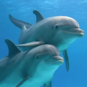Bottlenose dolphins - two underwater Bottlenose dolphins - two underwater