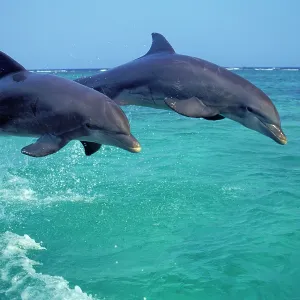 Bottlenosed Dolphin - two leaping