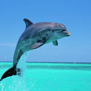 Bottlenosed Dolphin - Leaping out of water