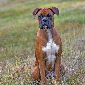 Boxer Male sitting in grass, portrait Boxer Male sitting in grass, portrait