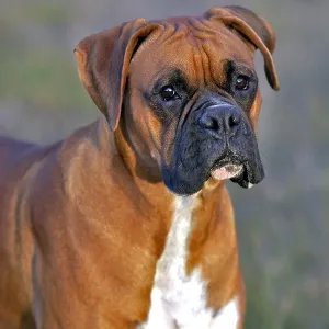 Boxer Male standing in meadow portrait head closeup Boxer Male standing in meadow portrait head closeup