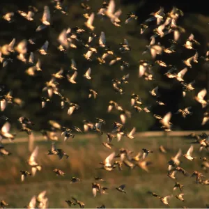 BRAMBLINGS - flock in flight BRAMBLINGS - flock in flight