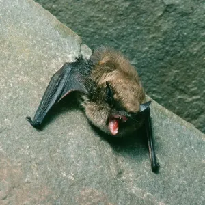 Brants BAT Brants BAT