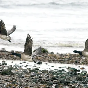Brent Geese - In flight Brent Geese - In flight