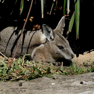 Bridled Nailtail Wallaby Bridled Nailtail Wallaby