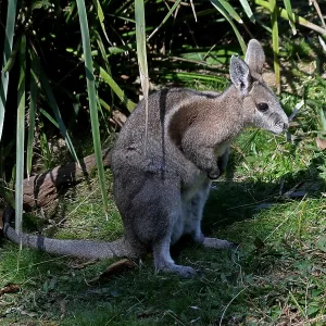 Bridled Nailtail Wallaby Bridled Nailtail Wallaby