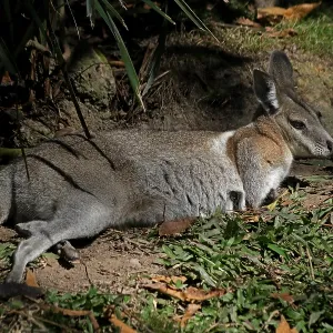Bridled Nailtail Wallaby Bridled Nailtail Wallaby