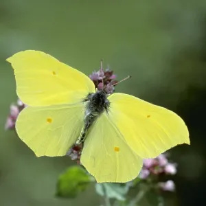 Brimstone BUTTERFLY - with wings open Brimstone BUTTERFLY - with wings open