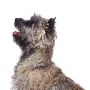 Brindle coated Cairn Terrier, head and shoulders